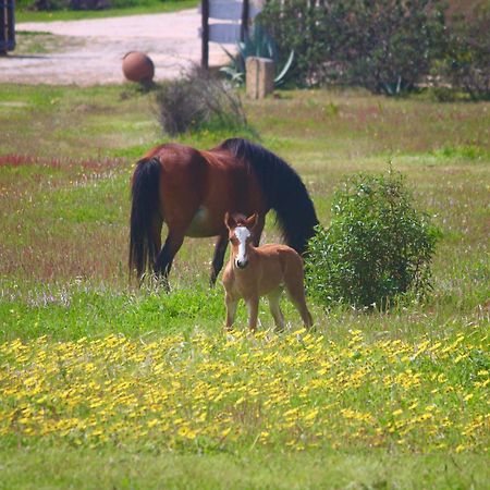 Herdade Monte Do Sol Aljezur Exterior foto